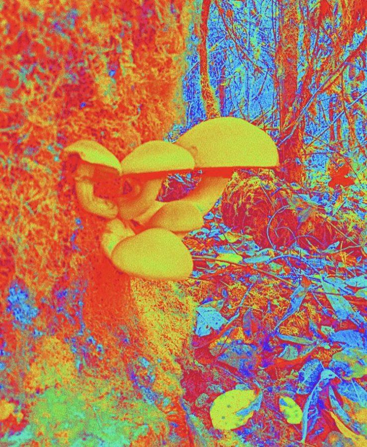 Legalizing the “Magic” in Mushrooms