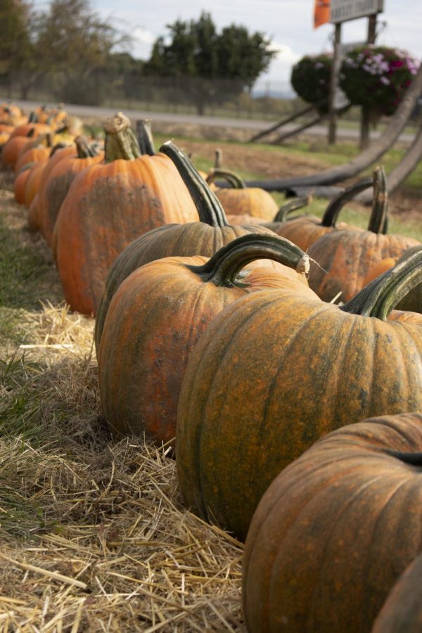 Pumpkins+for+sale+line+the+driveway+of+Davis+Family+Farm+in+Corvallis%2C+Ore.+on+Oct.+8%2C+2021.