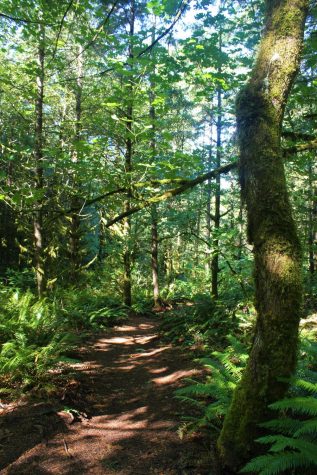 The sun peaks through the old growth vegetation in the McDonald-Dunn Forest