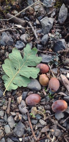 A leaf lays next to fallen acorns in Chip Ross Park.