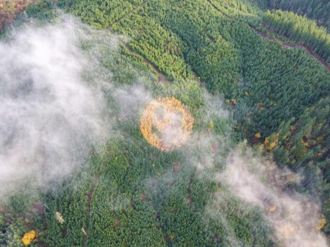 A patch of yellow conifer trees form a giant smiley face among a forest of green Douglas fir trees.