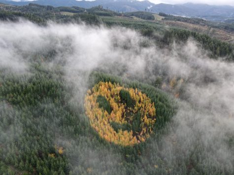 A patch of yellow conifer trees form a giant smiley face among a forest of green Douglas fir trees.