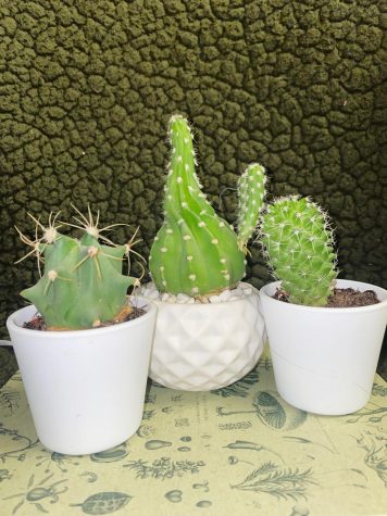 house plants against wall