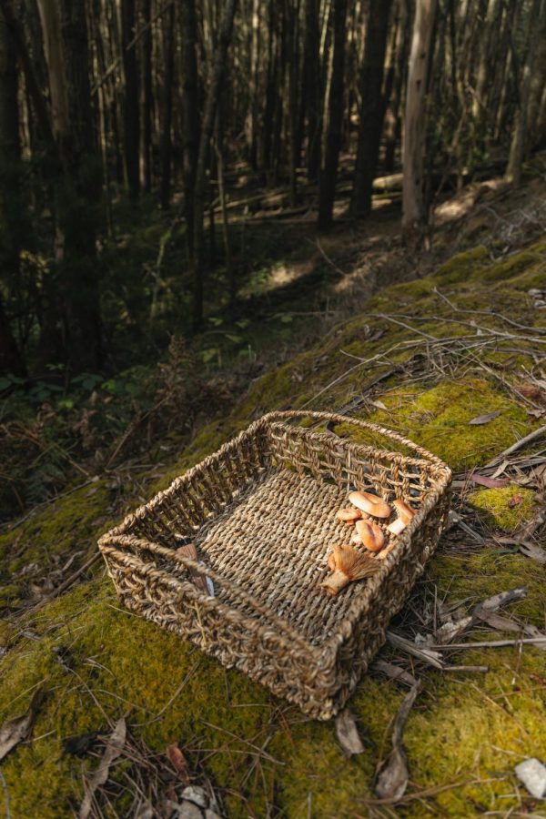 A+basket+of+mushrooms+sit+on+the+mossy+forest+floor.