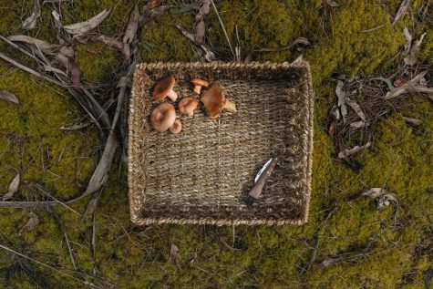 A basket of mushrooms sit on the mossy forest floor.