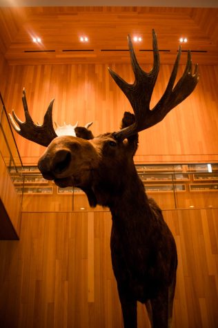 Taxidermy moose on pedastal