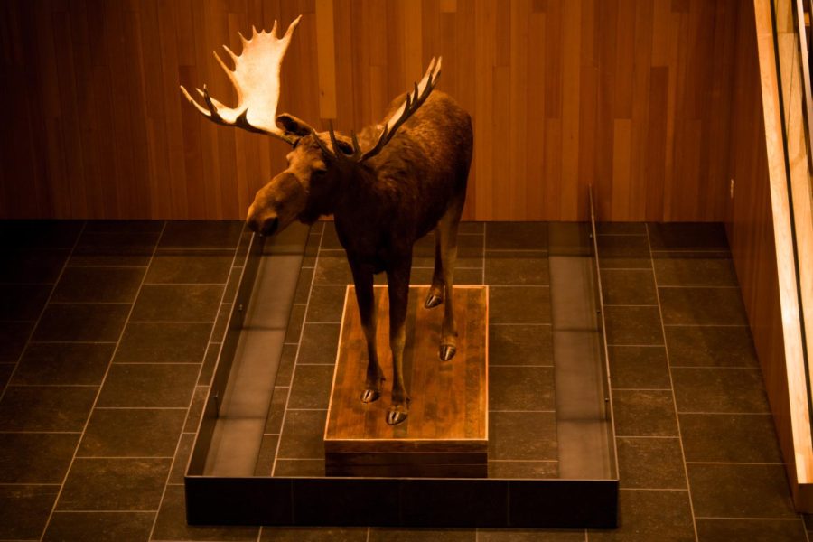 Placed at the entrance of the Corvallis Museum, you will see the towering mascot, also known as Bruce the Moose. Bruce was gifted and brought to the museum in 1935.