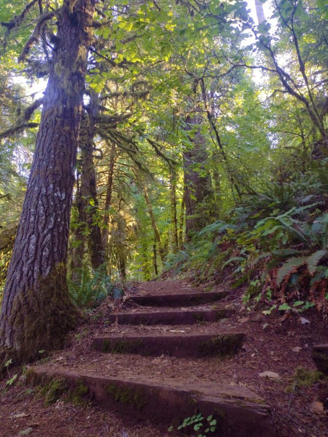 The+sun+peaks+through+the+old+growth+vegetation+in+the+McDonald-Dunn+Forest+while+looking+up+the+steps+of+a+hiking+trail.