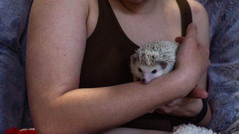 Student Sophia Fischer holding her hedgehog Salchicha