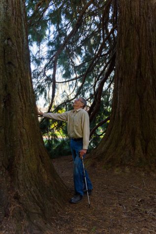 Patrick (Pat) Breen, retired professor of the department of horticulture, stands among the among the giant sequoias in the Memorial Union Quad. The tree has been around since 1926, replacing
what used to be a tennis court.