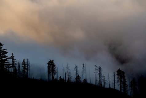 Smoke looms over a hillside of dead, burnt trees.