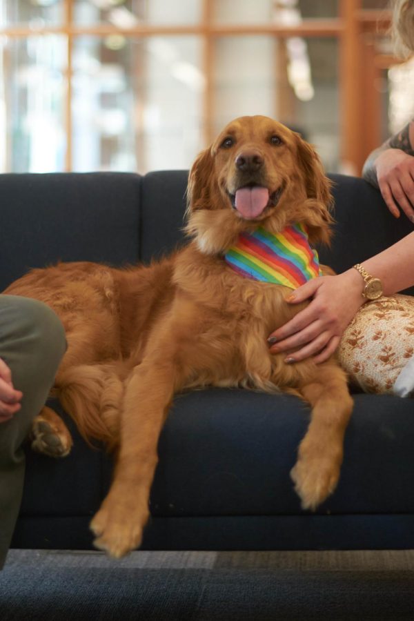 Pumpkin, Pride Center therapy dog; Elizabeth Kennedy, Pumpkin’s owner; and Cindy Konrad, Pride Center director sitting together on the couch at
the OSU Pride Center in SEC 112. Kennedy said Pumpkin’s innate gift for spreading love and affection made her a natural support dog.