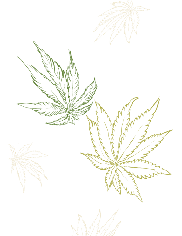 Types of weed from left to right: Sativa and Indica. Note Sativa’s thinner, narrower leaf in comparison to Indica’s thickness. 