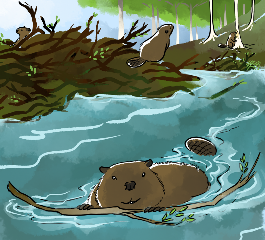 An illustration of beavers along a beaver dam. 