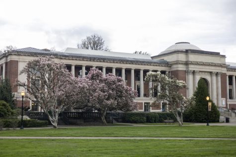 A Japanese cherry tree in bloom at the Memorial Union quad on April 13.