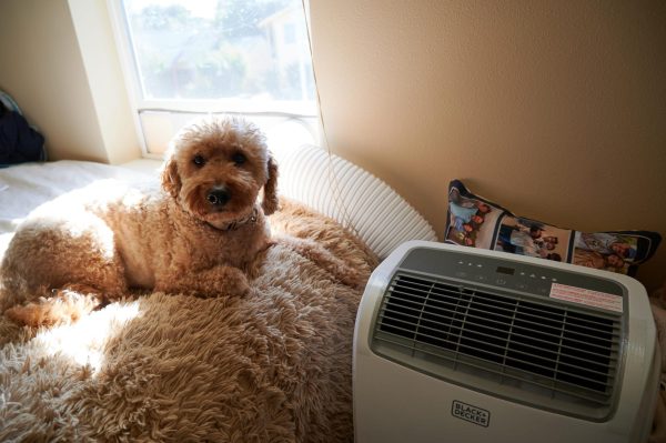 A dog named Jack sitting by an air conditioning unit on July 12. Comfortable pets
means a cool living environment. Putting effort into keeping their environment cool is important
during the hot summer months.
