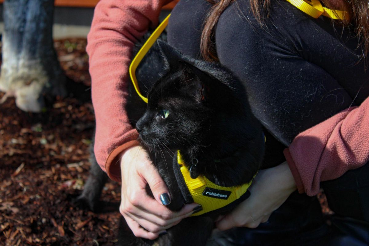 Salem, the cat is held in the arms of his owner Haley Bowers (she/her) outside on Oct. 18.
