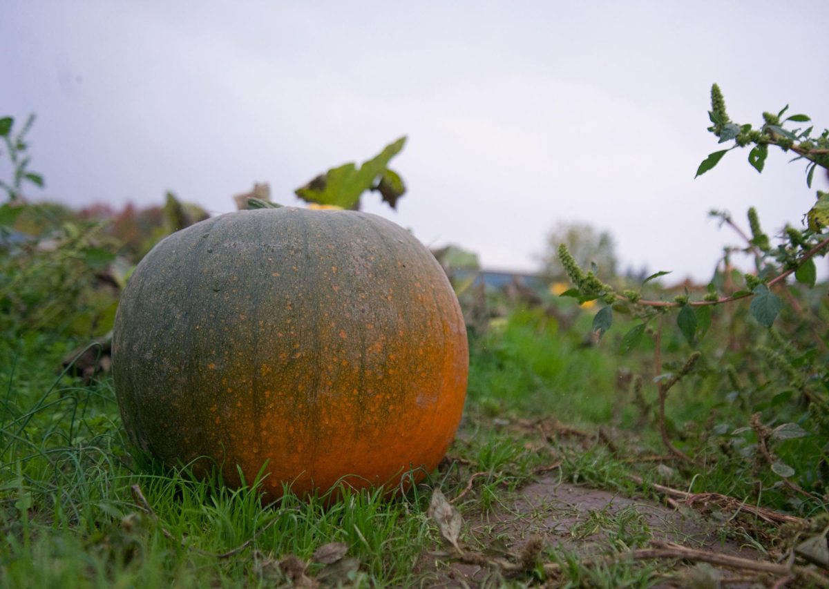 Pumpkins pictured on Sunday, Oct. 22 at Davis Family Farm, one of several pumpkin patches in the Corvallis area. 