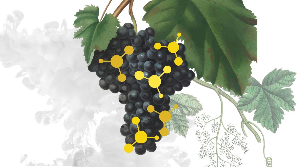 Smoke and the grapevine: OSU researchers test smoke-affected grapes from Oregon vineyards