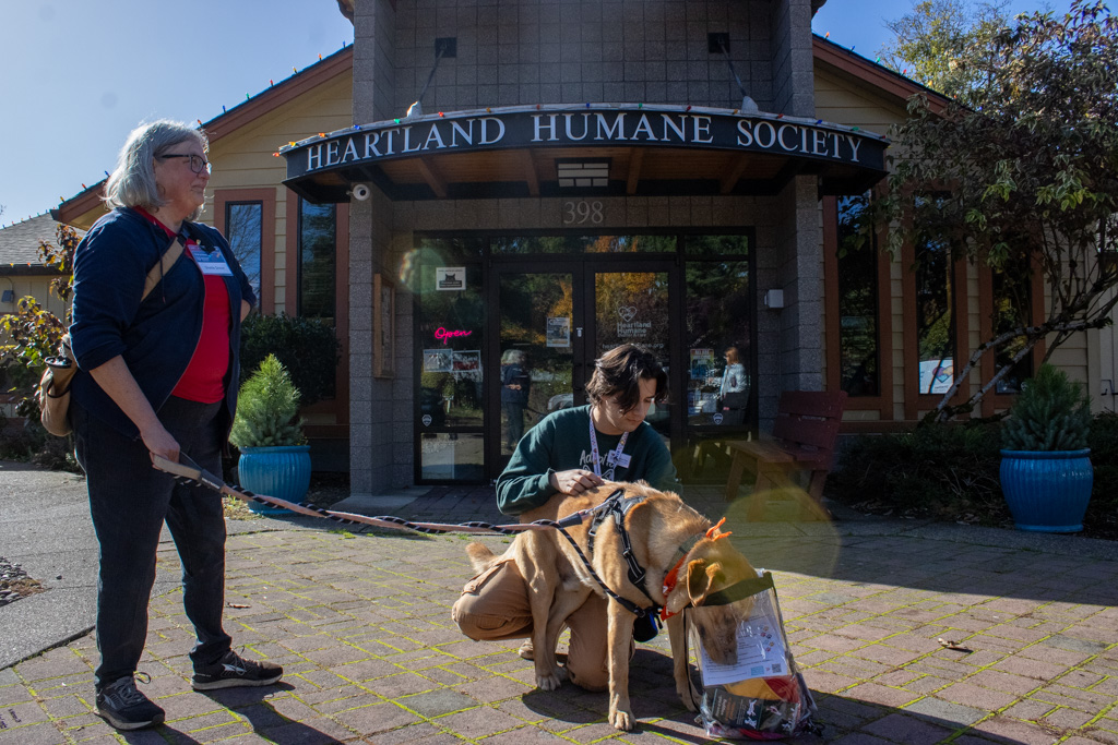 Heartland Humane Society volunteer, Sheila Snow (left) and volunteer coordinator, Jason Poe, get Jasper the labroador mix ready for a walk through Avery Park Oct. 29, 2025. Jasper is a part of the Heartland Humane Society Fetch a Friend Program.