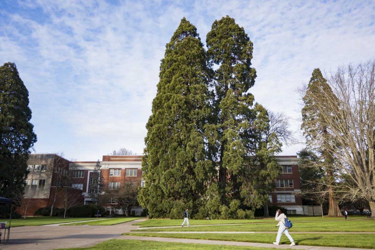 Three giant sequoias stand in the Memorial Union Quad on Feb. 2. The three trees were planted sometime before 1926 and are native to the Sierra Nevada Mountains in California.
